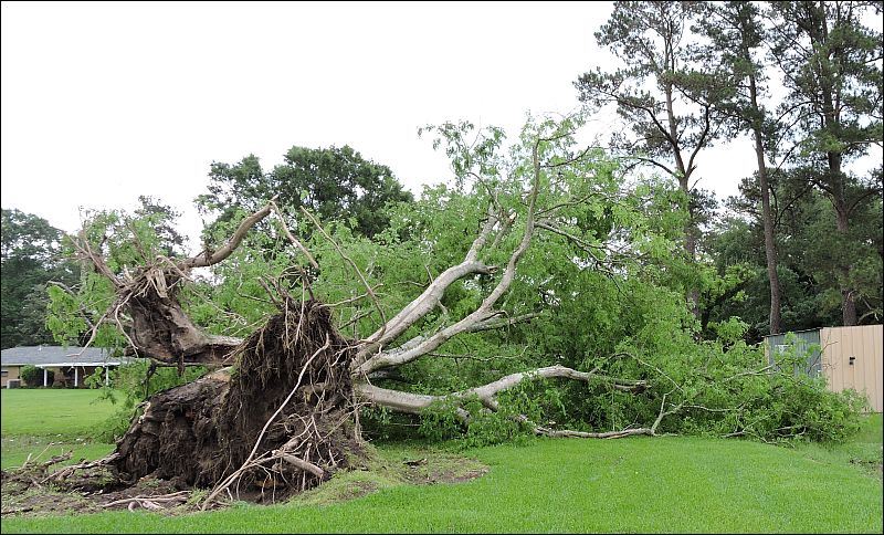 How do you start a tree using a branch?